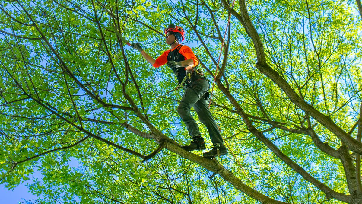 Arborist evaluating tree trimming and pruning needs in Toronto
