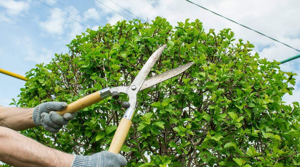 Professional arborist trimming tree branches in Toronto safely