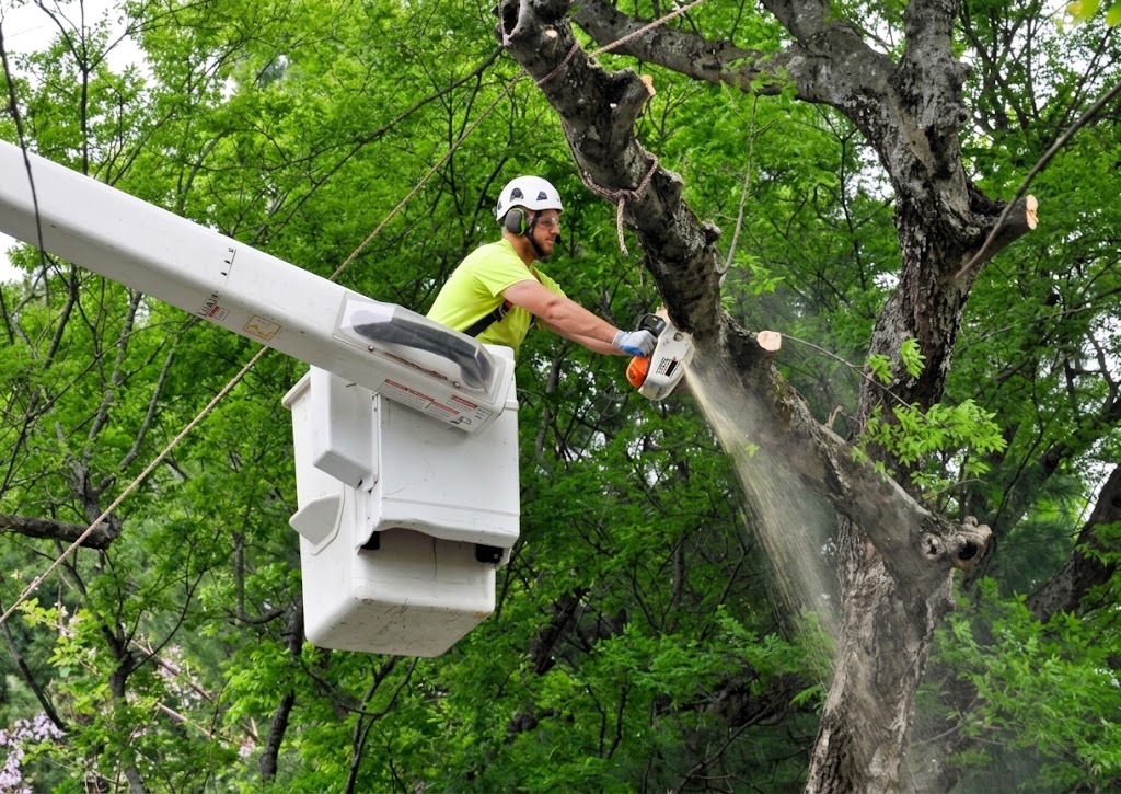 Certified arborist assessing a tree removal in Toronto